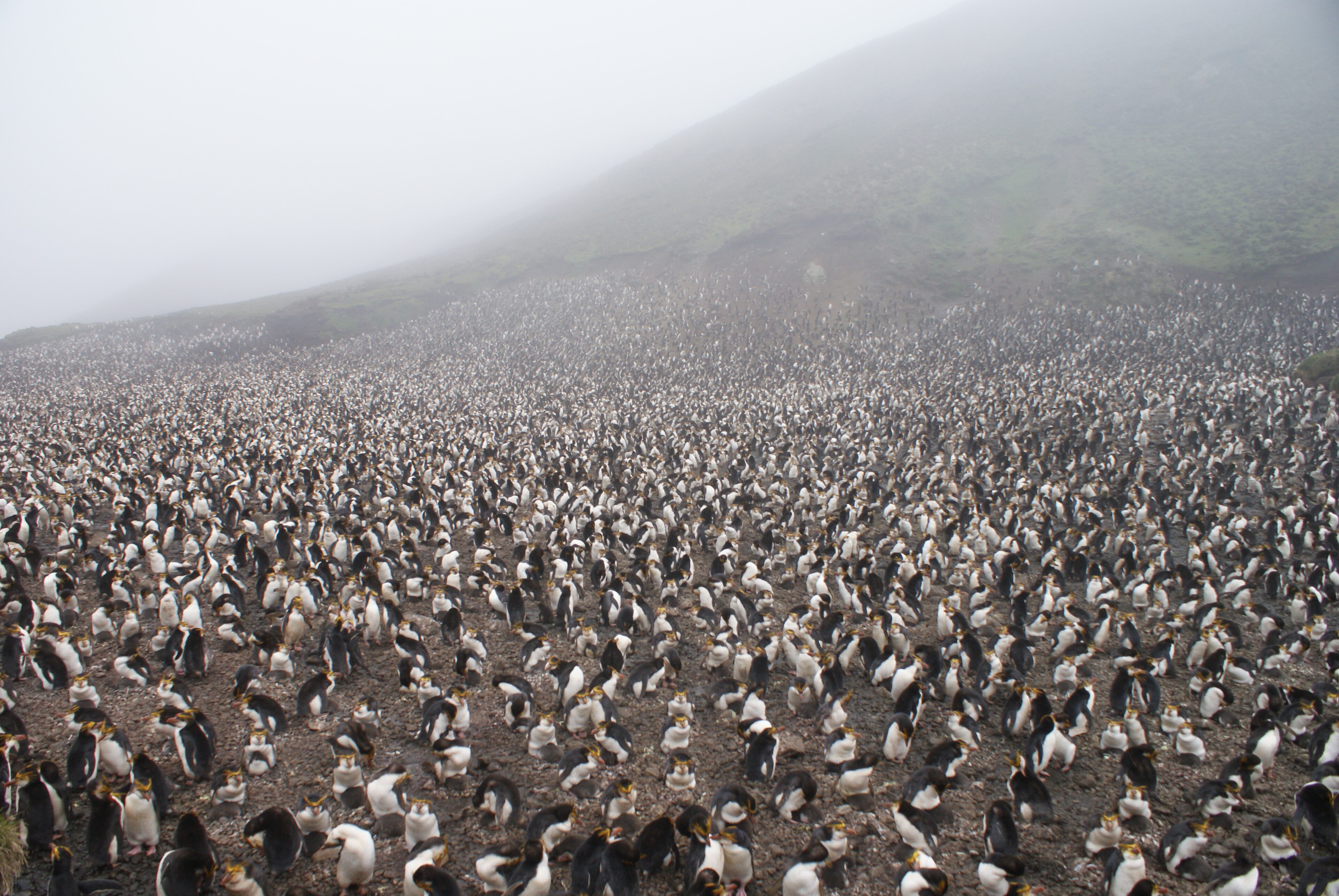 Kolonie 60 000 tučňáků královských na ostrově Macquarie