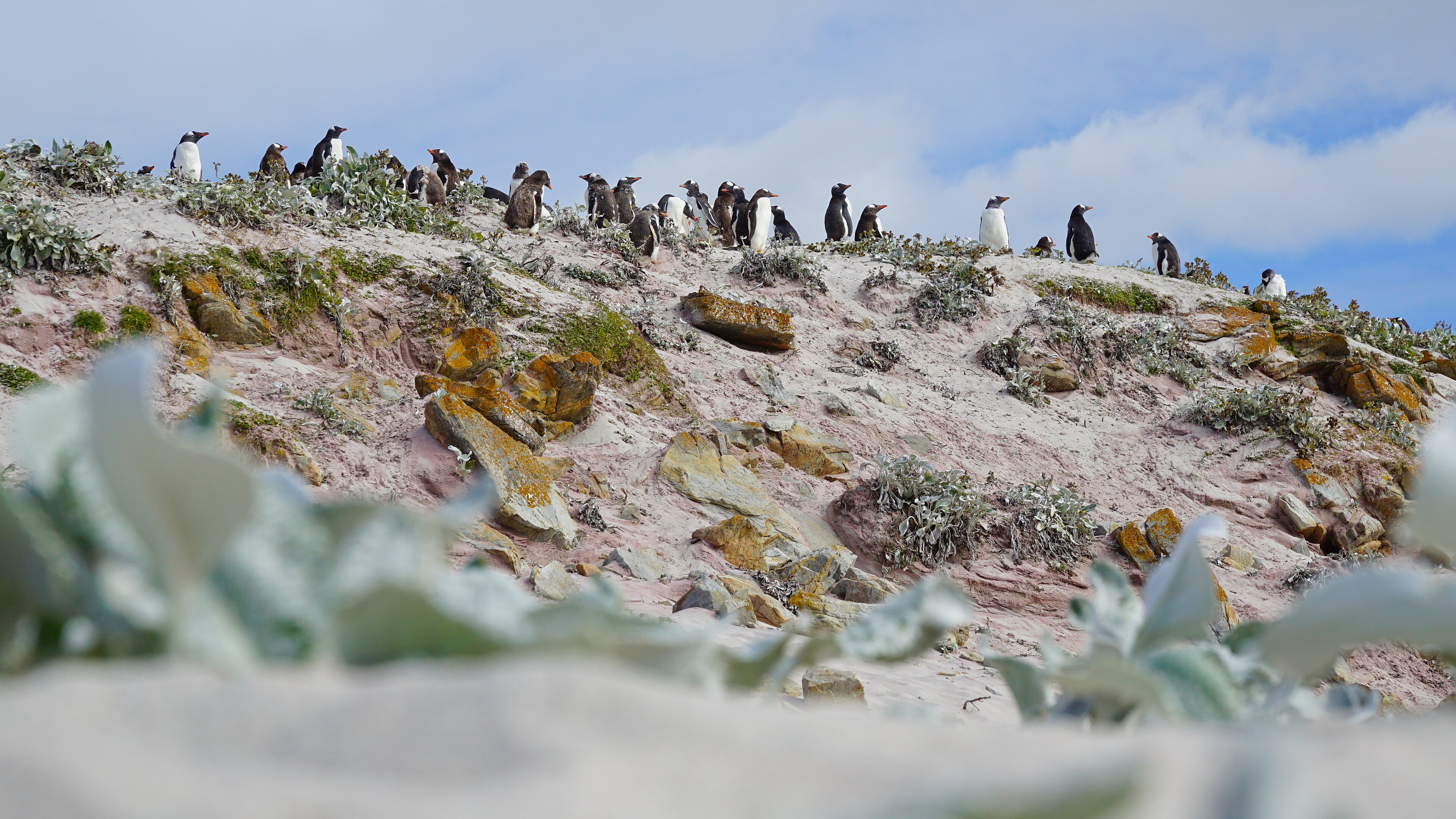 Kolonie tučňáka oslího na Murrell Farm, East Falkland