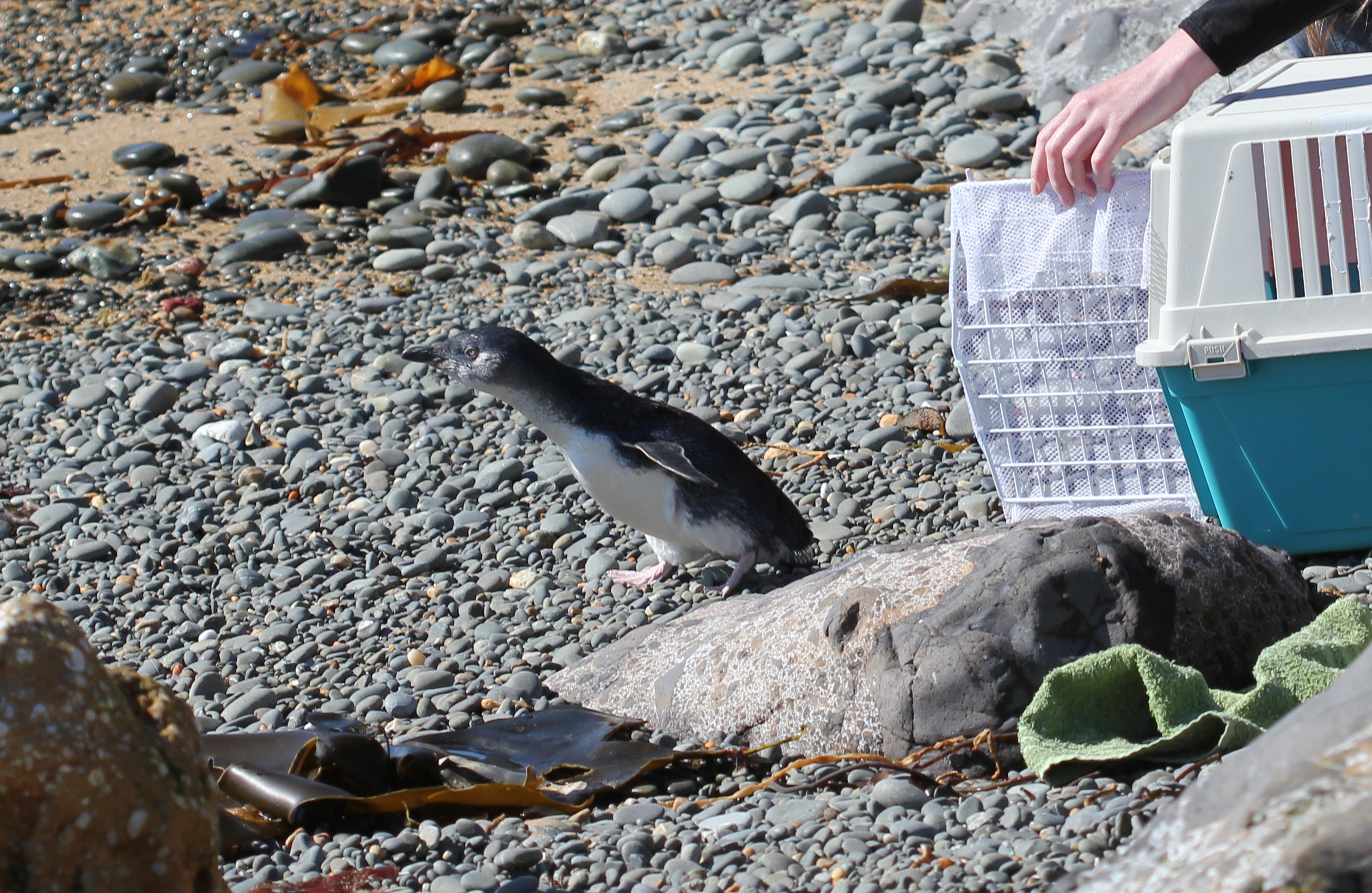 Tučňák nejmenší na pláži u Oamaru míří k moři