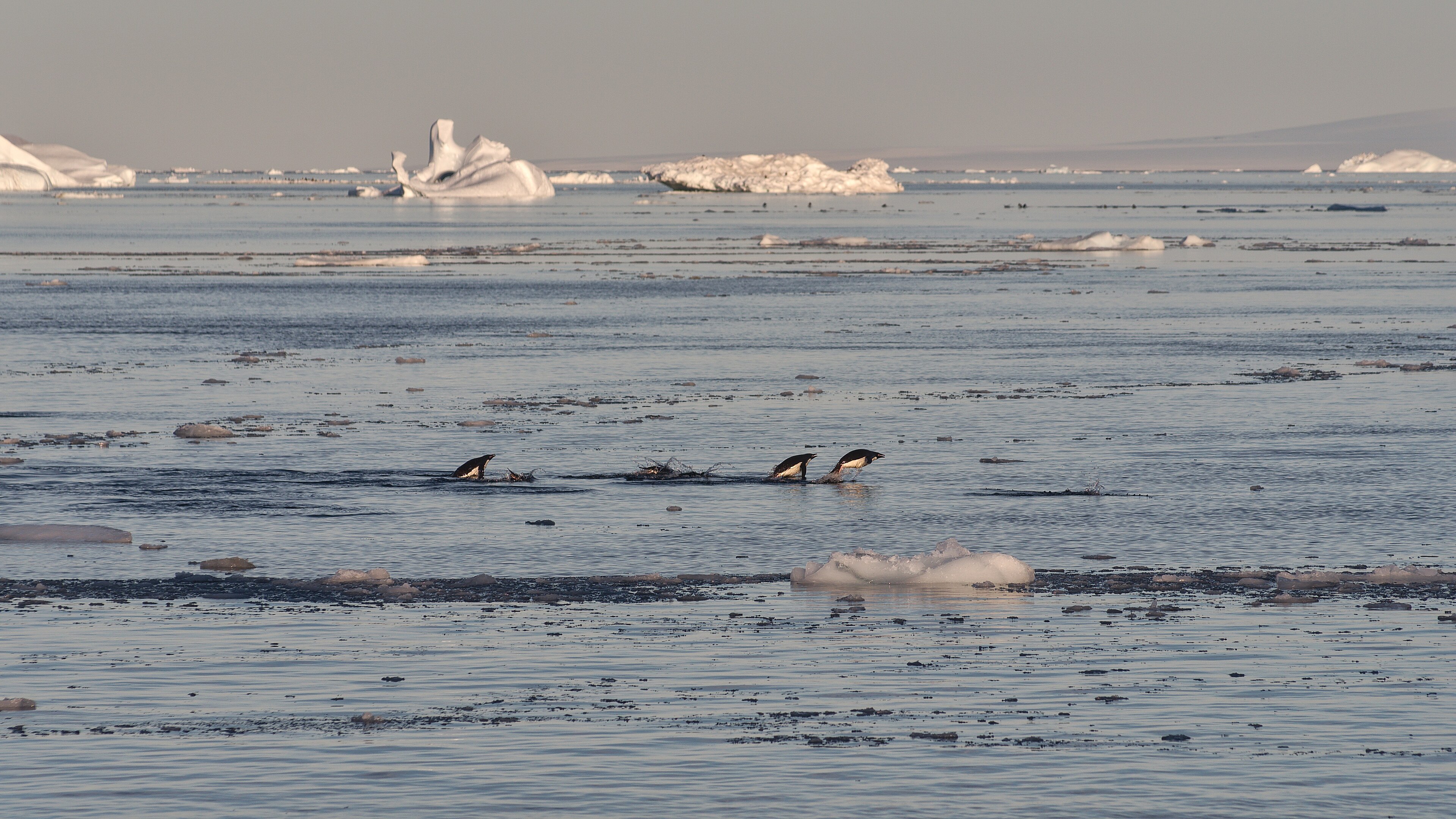 Tučňák kroužkový vyskakující z vody na led, Antarktický poloostrov