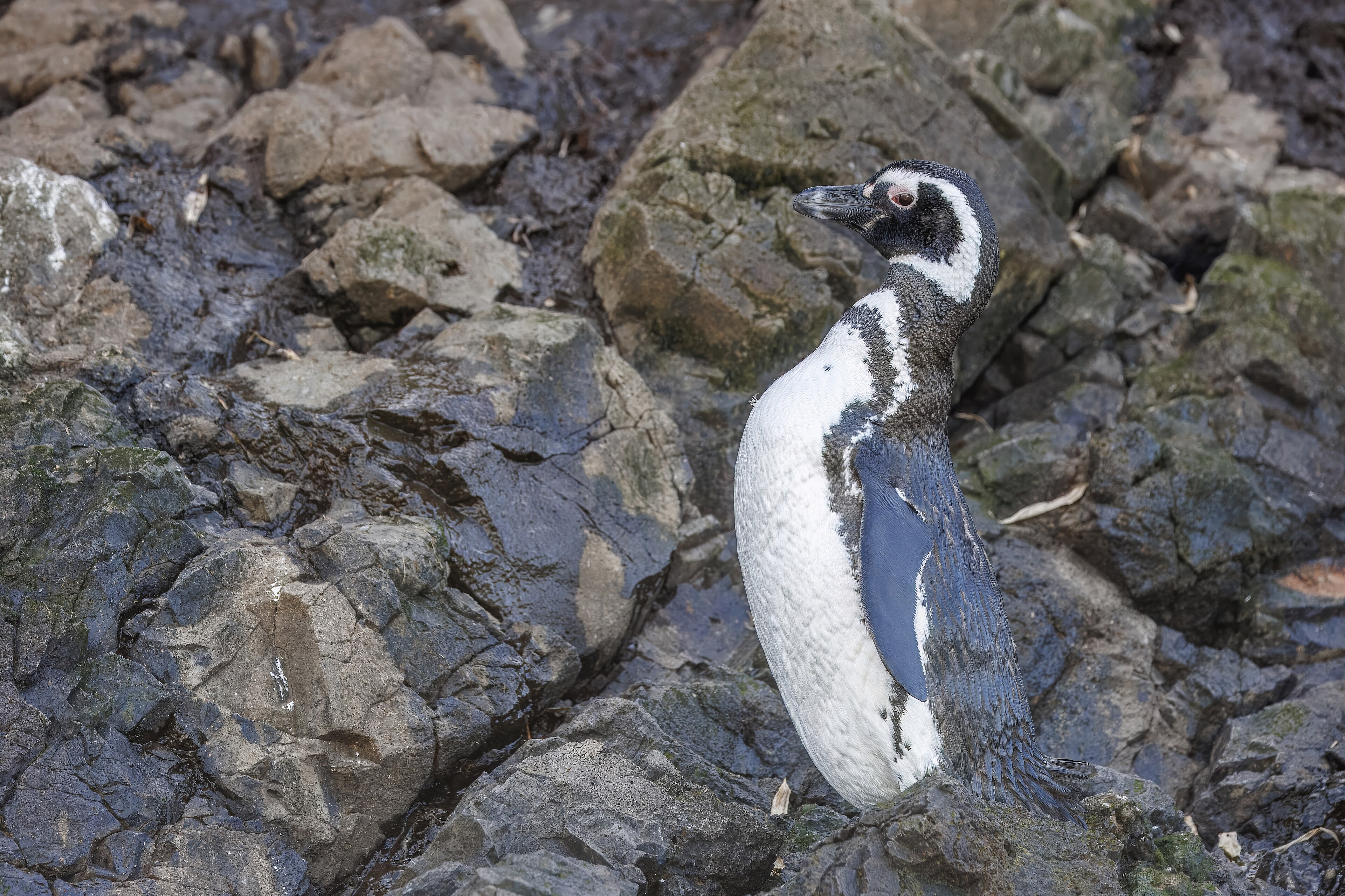 Tučňák magellanský v Puñihuil, Chiloé, Chile