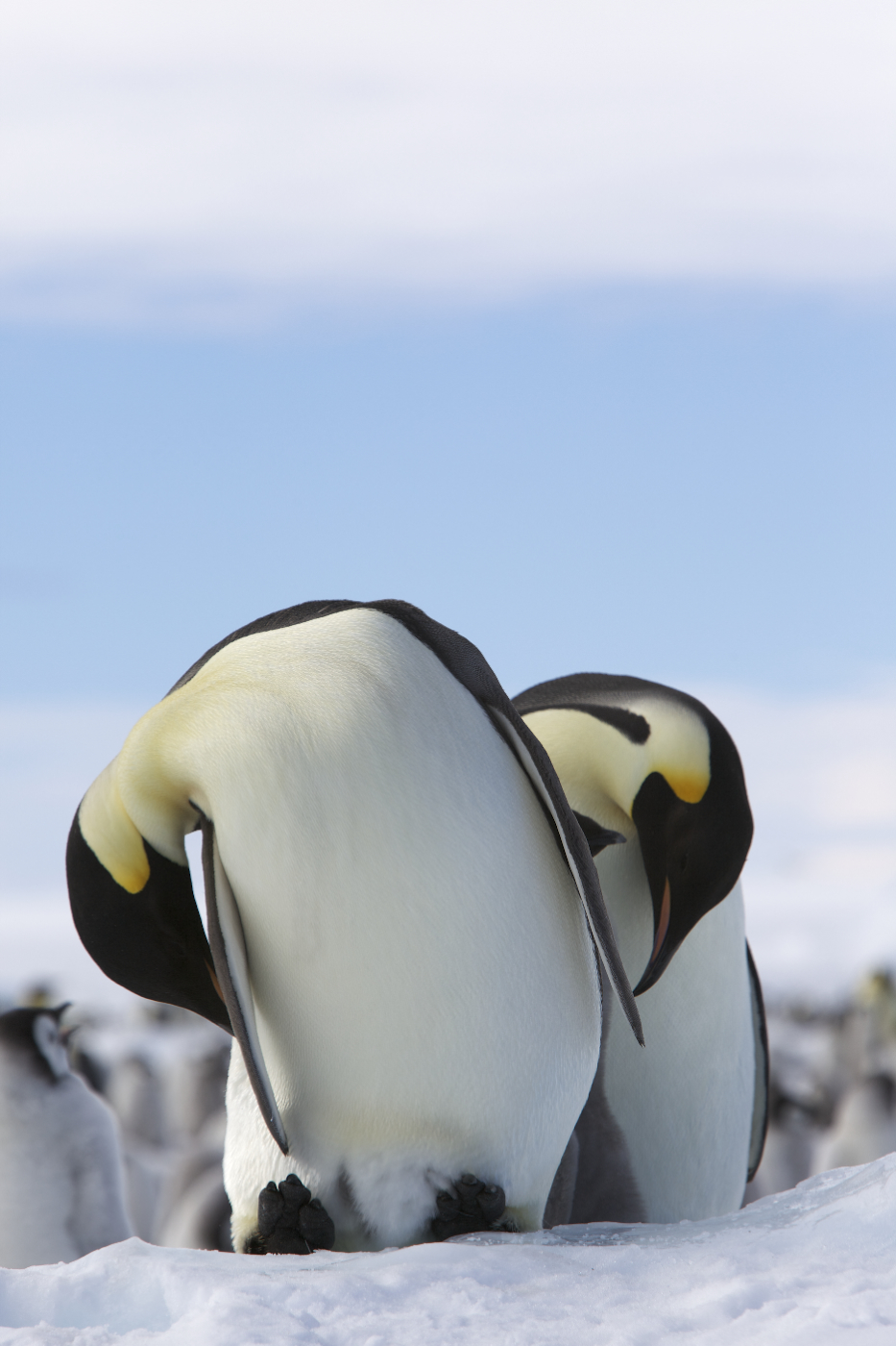 Dva dospělí tučňáci císařští vedle sebe na sněhu, Snow Hill Island