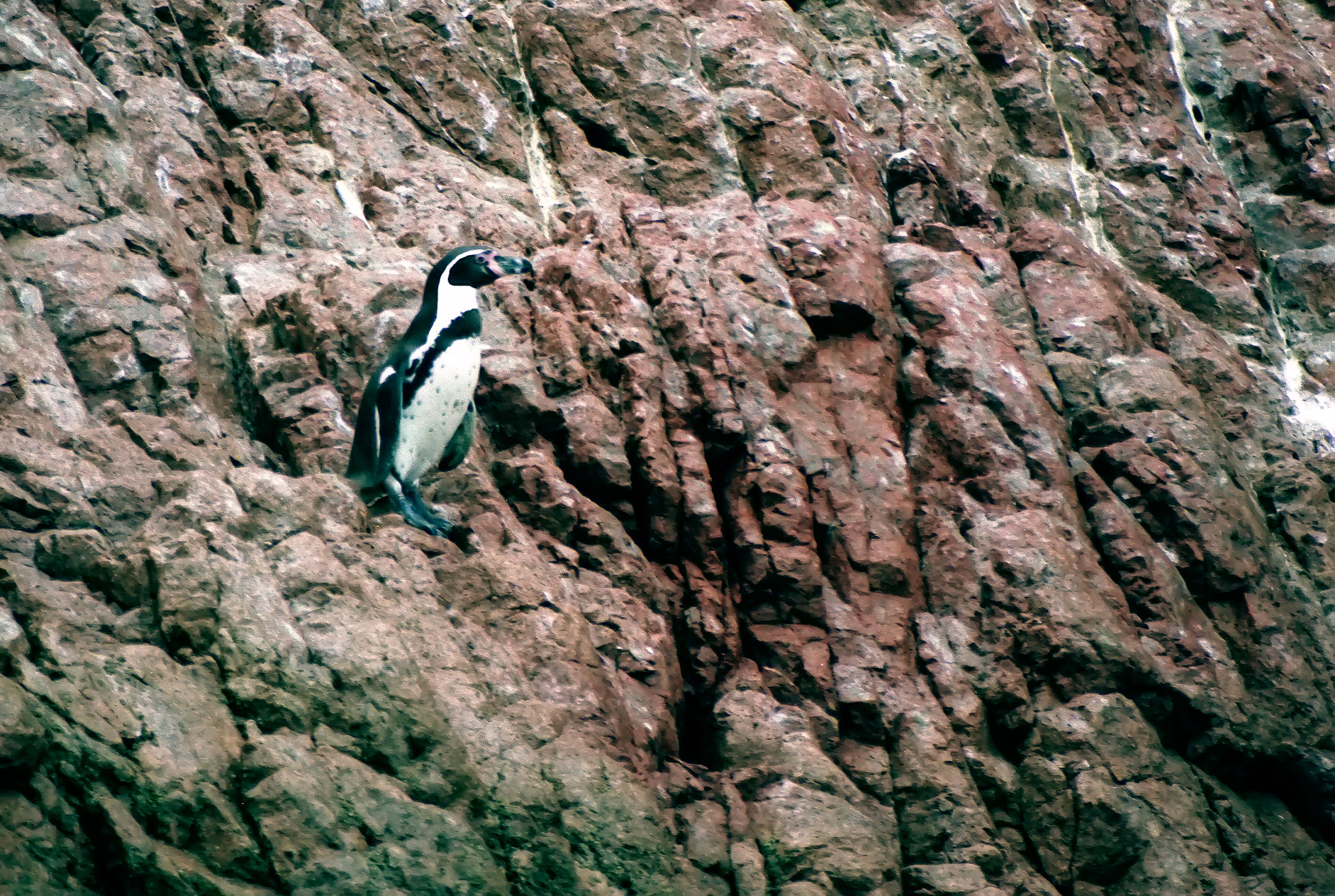 Skupina tučňáků Humboldtových na Islas Ballestas, Peru