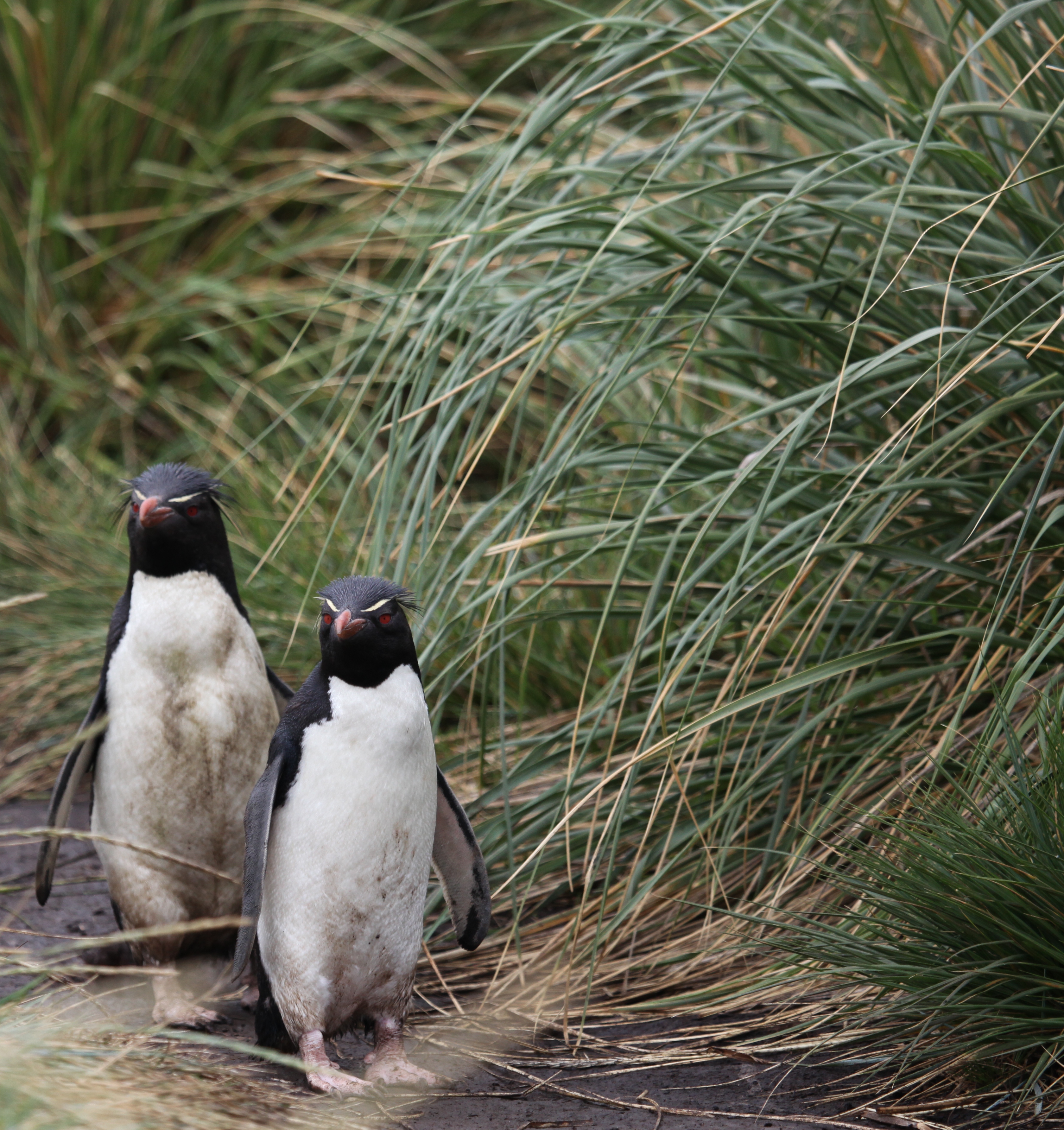 Skupina tučňáků skalních jižních v kolonii na West Point Island, Falklandy