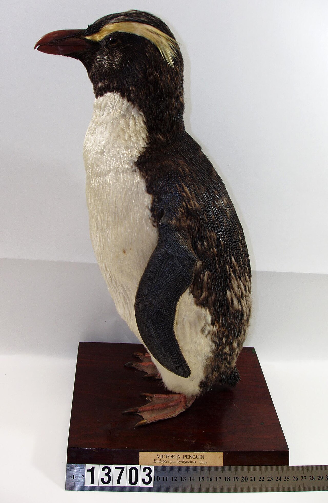 Eudyptes pachyrhynchus