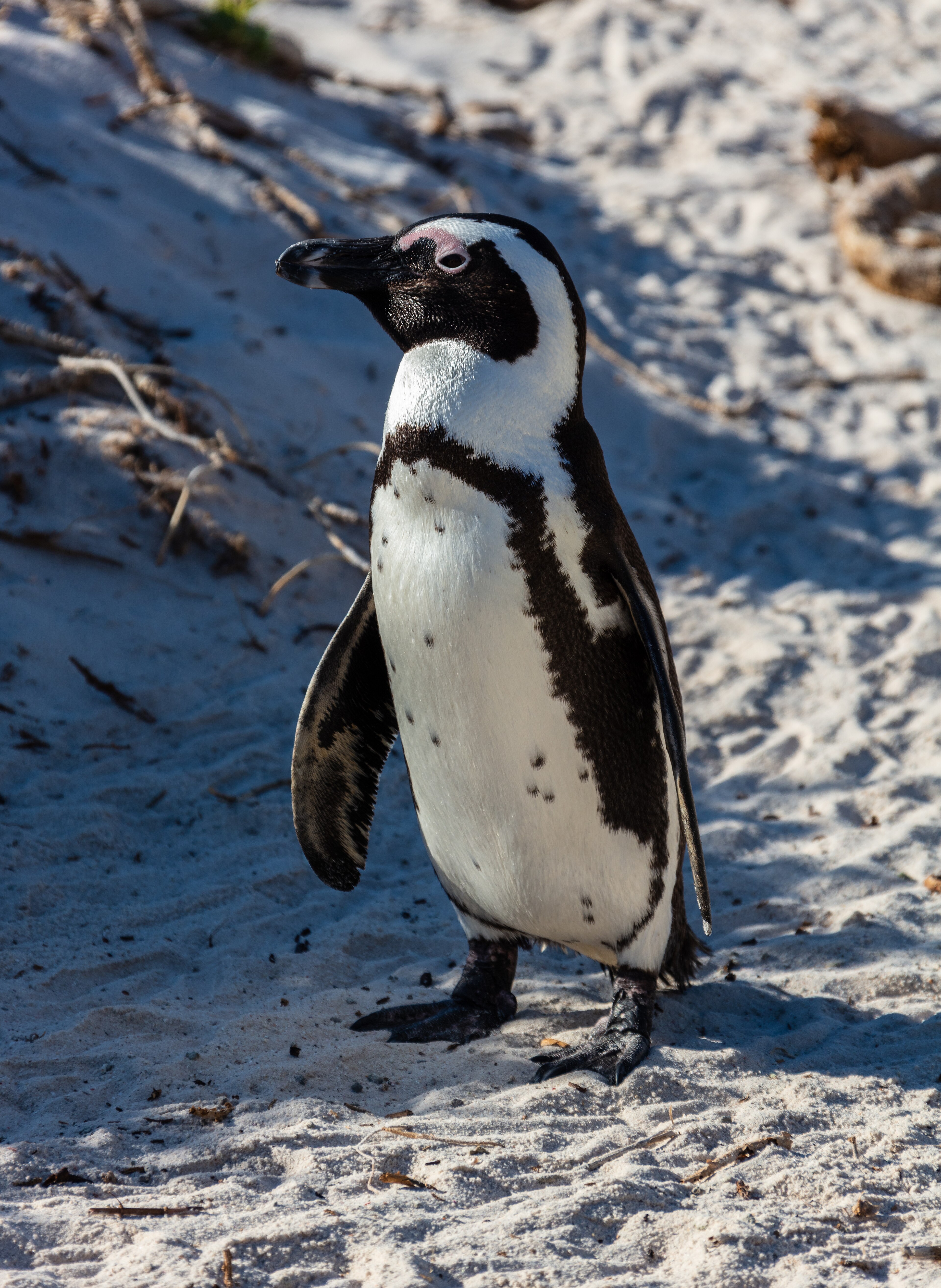 Tučňák brýlový na Boulders Beach, Simon's Town, JAR