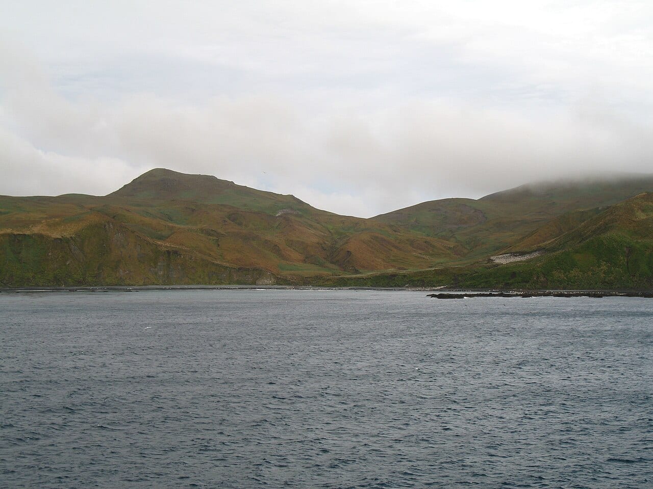 Tučňák královský — fotografie z Wikimedia Commons