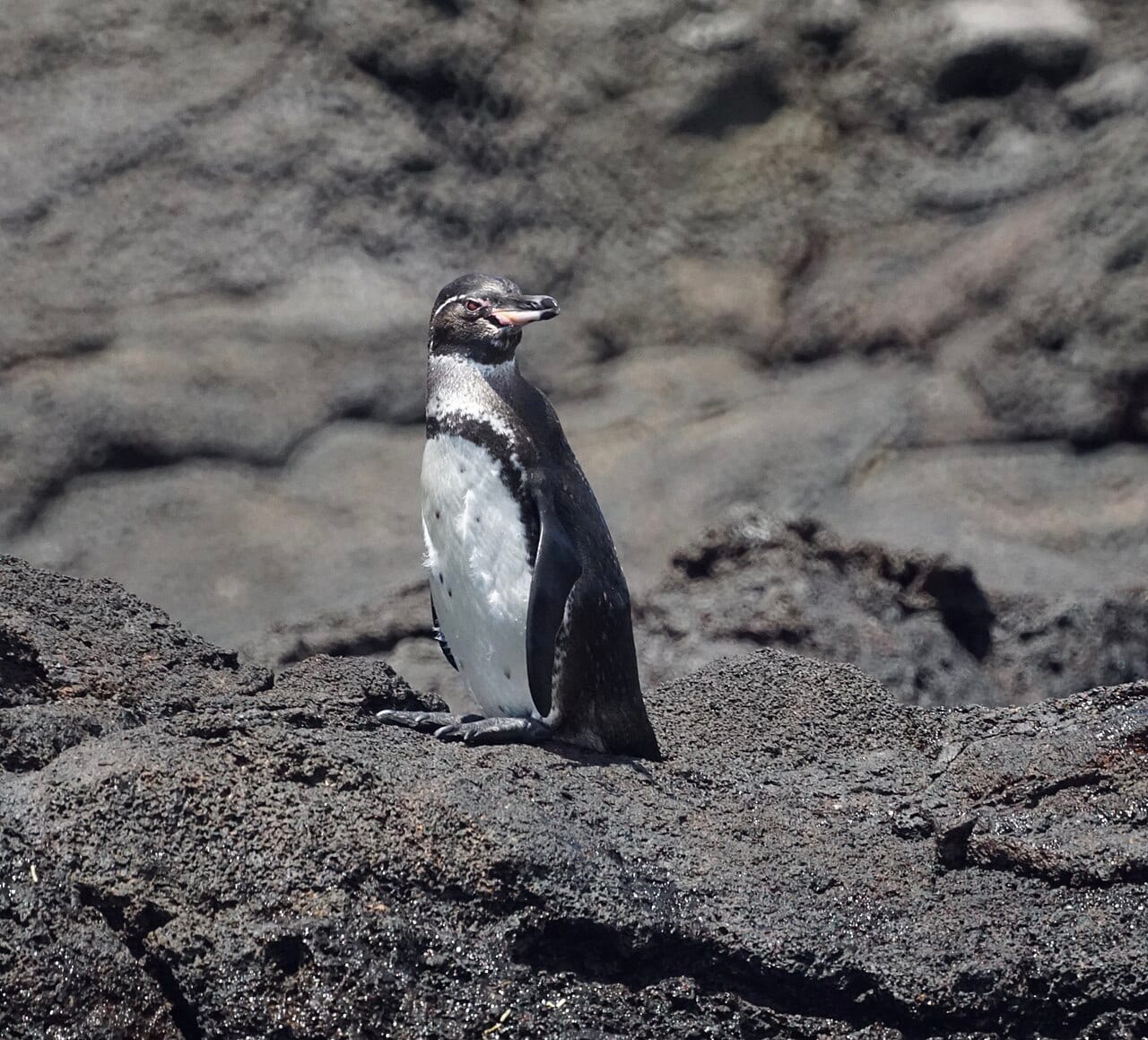 Tučňák galapážský - fotografie z Wikimedia Commons