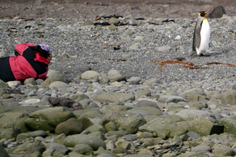 Tučňák patagonský — fotografie z Wikimedia Commons