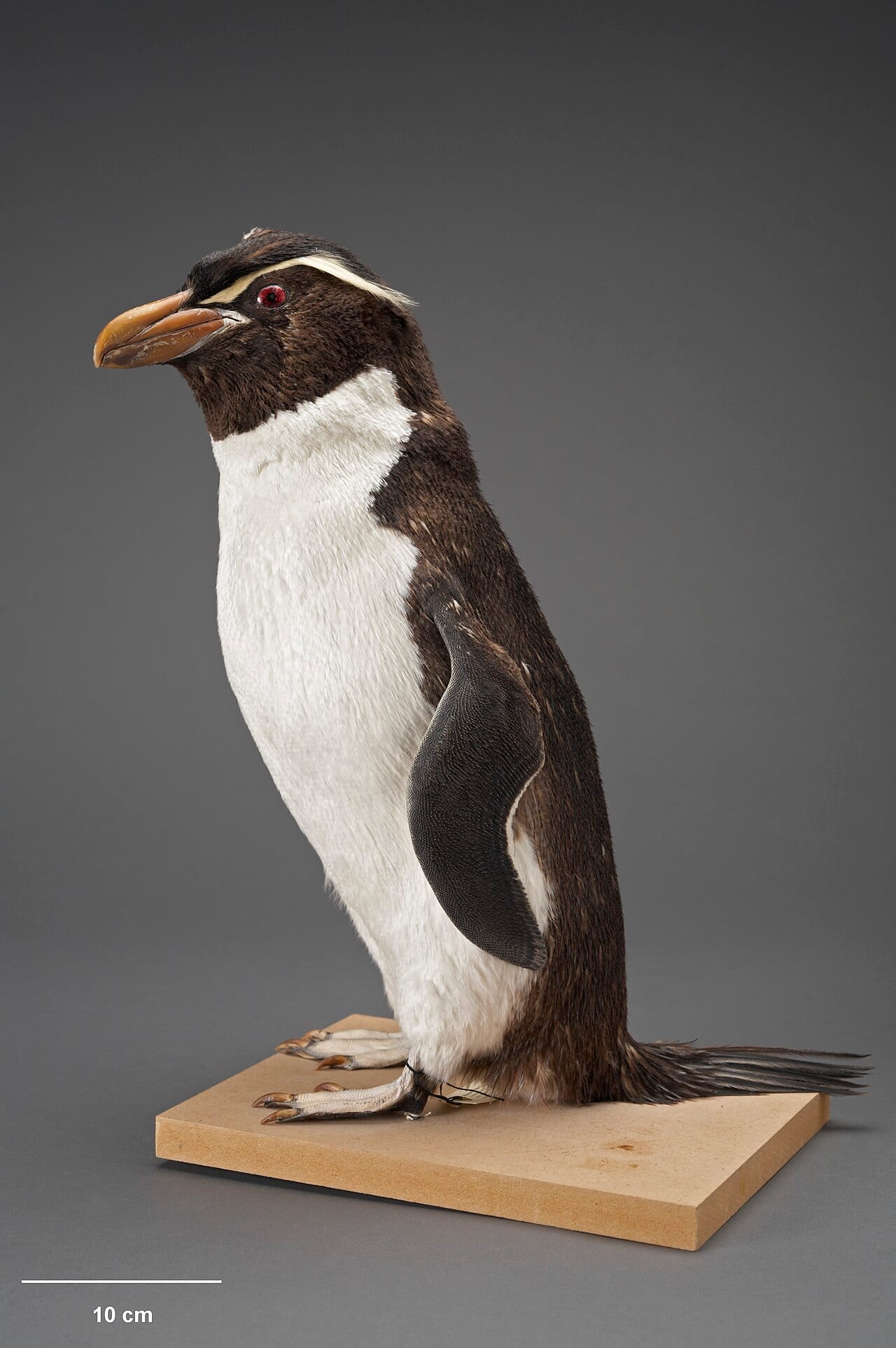 Tučňák snareský — fotografie z Wikimedia Commons