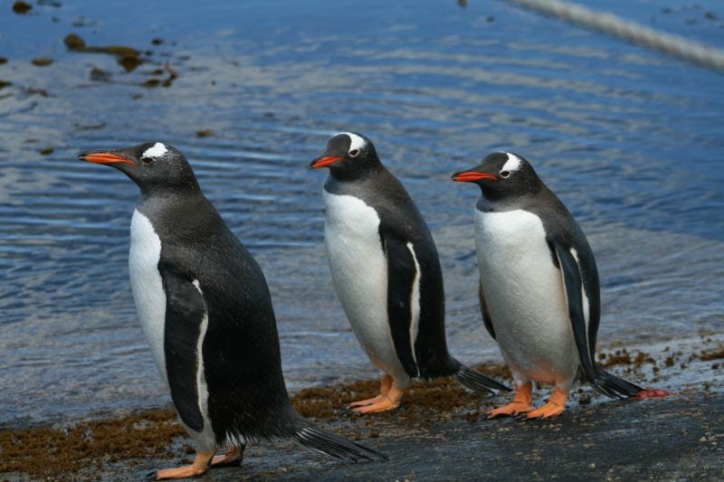 Tučňák oslí — fotografie z Wikimedia Commons