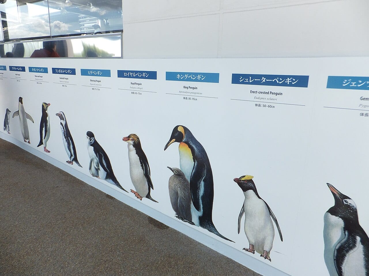 Tučňák Sclaterův — fotografie z Wikimedia Commons