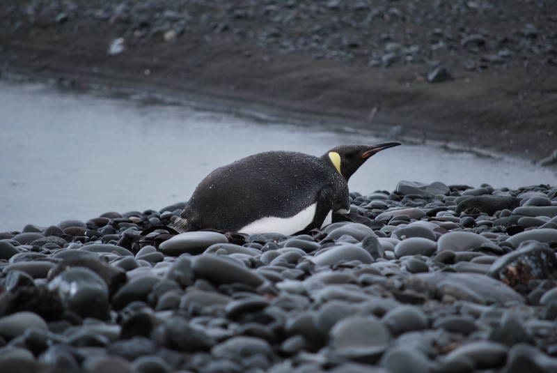 Tučňák císařský — fotografie z Wikimedia Commons