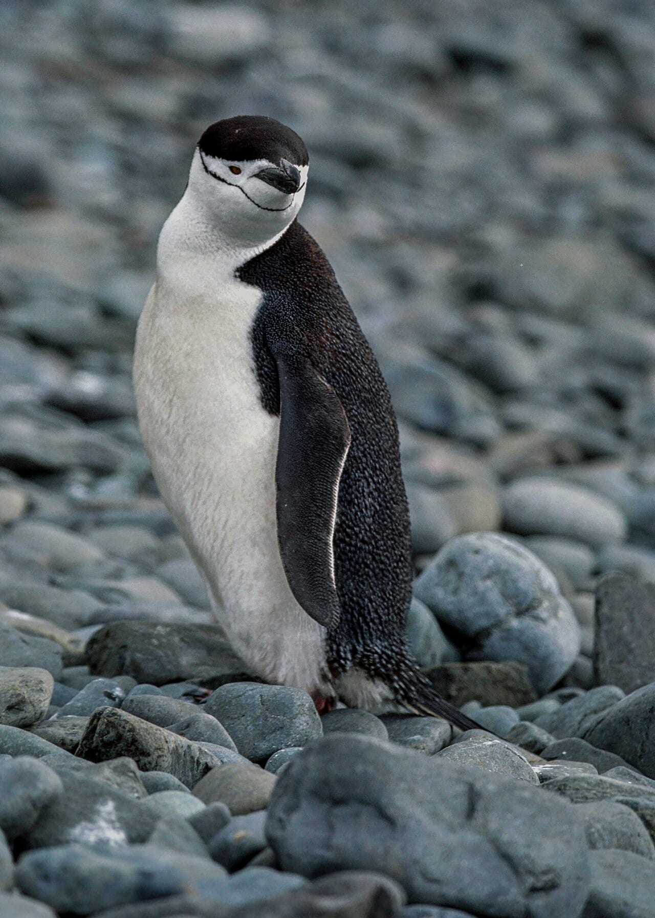 Tučňák uzdičkový — fotografie z Wikimedia Commons