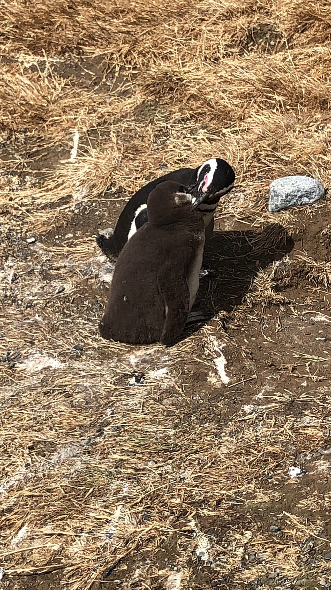Tučňák magellanský — fotografie z Wikimedia Commons