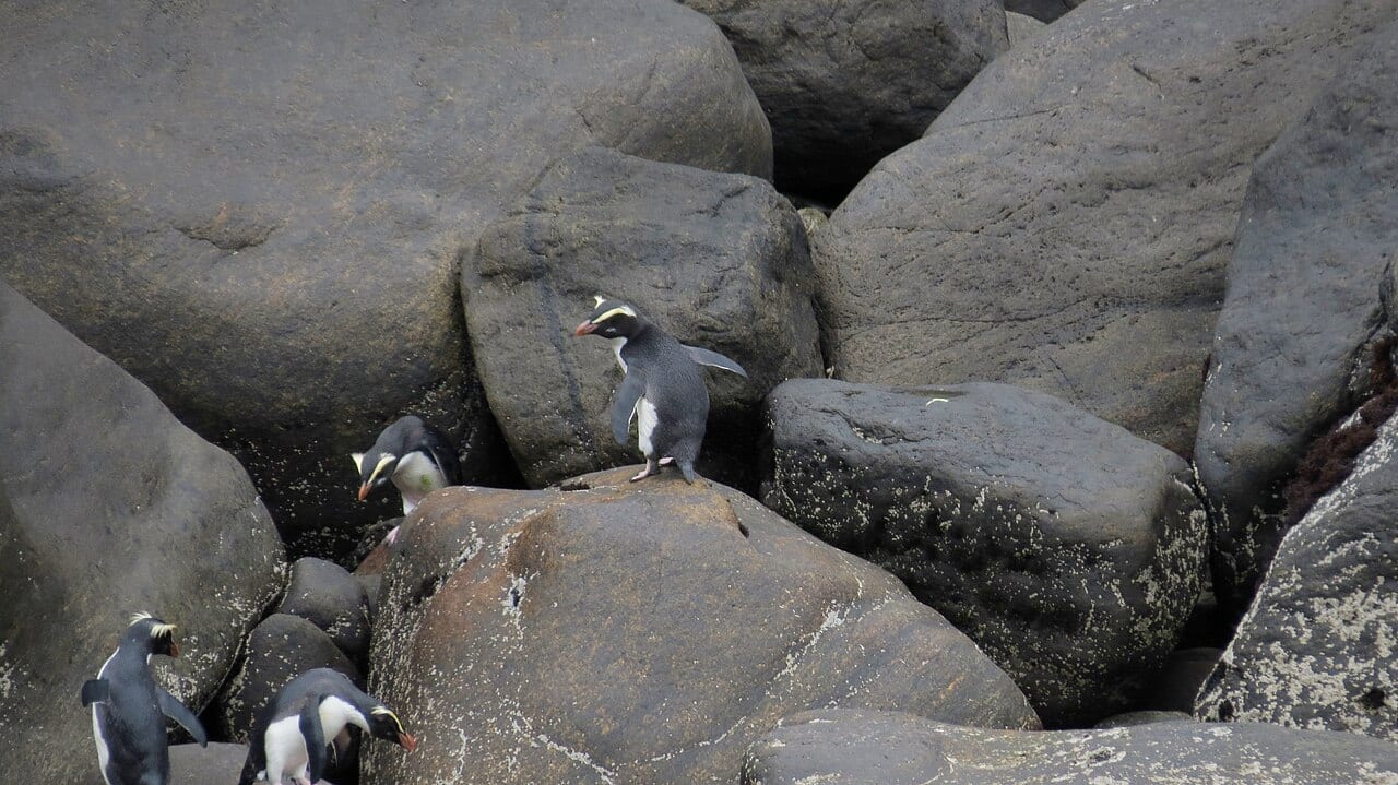 Tučňák novozélandský — fotografie z Wikimedia Commons