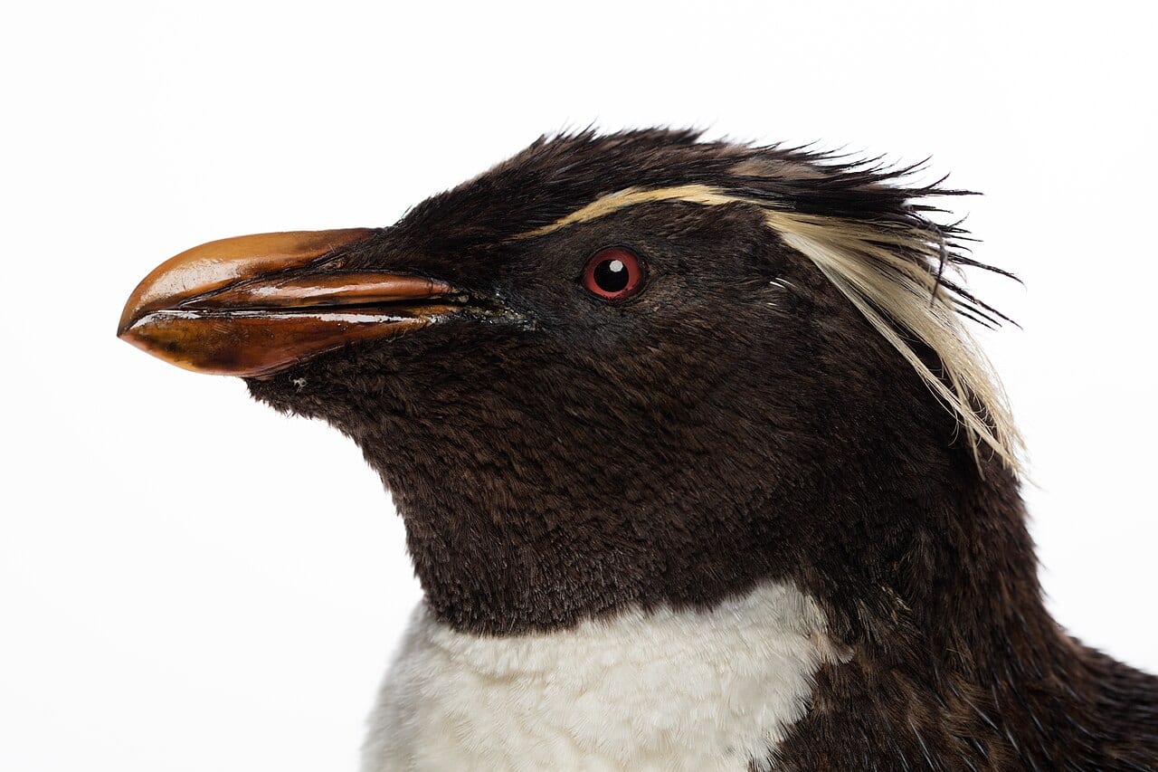 Tučňák skalní jižní — fotografie z Wikimedia Commons