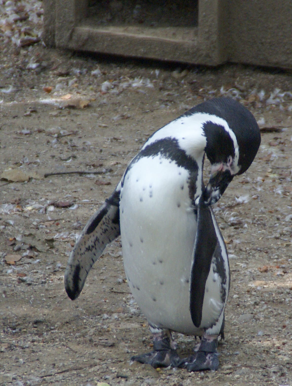 Tučňák brýlový — fotografie z Wikimedia Commons
