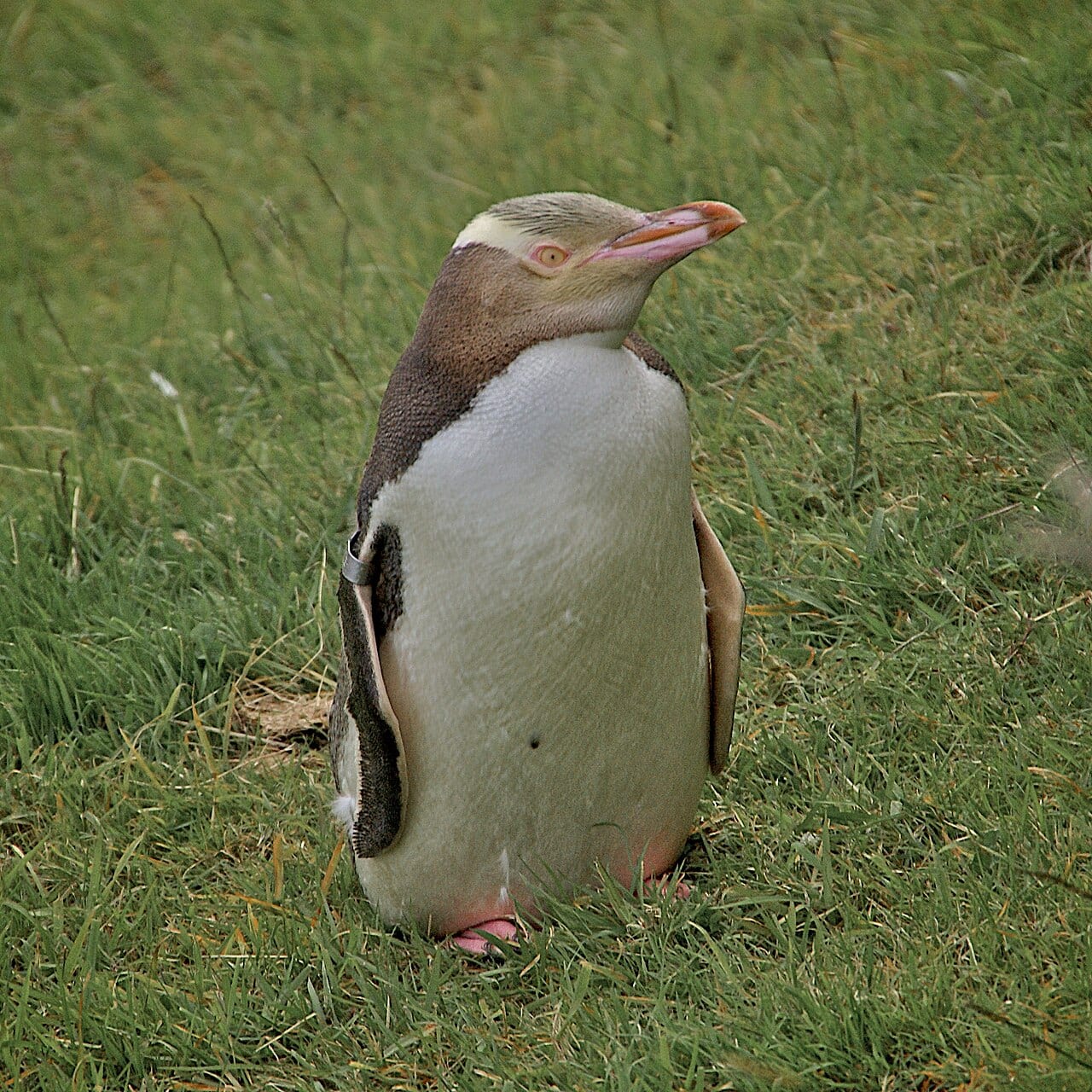 Tučňák žlutooký — fotografie z Wikimedia Commons
