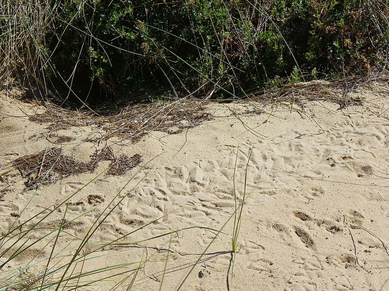 Tučňák nejmenší — fotografie z Wikimedia Commons