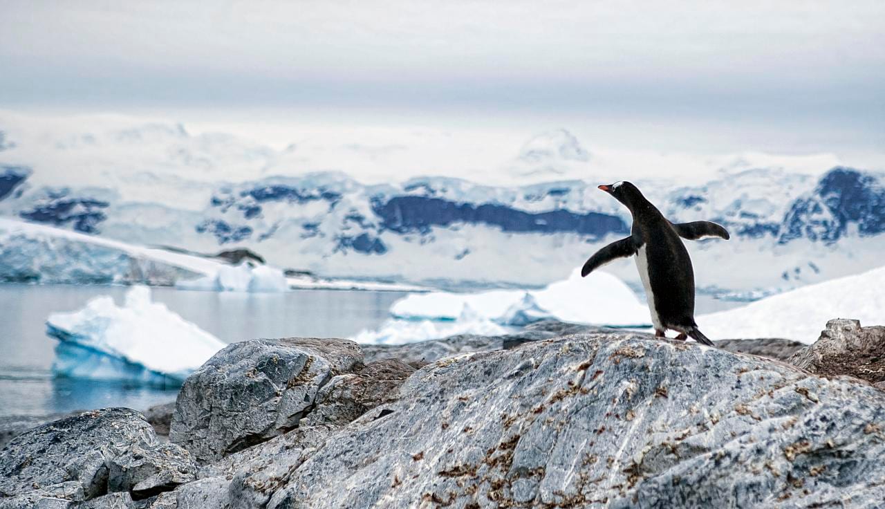 Tučňák oslí — fotografie z Wikimedia Commons