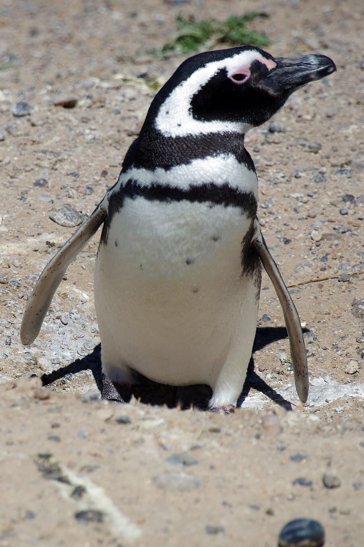 Tučňák magellanský — fotografie z Wikimedia Commons