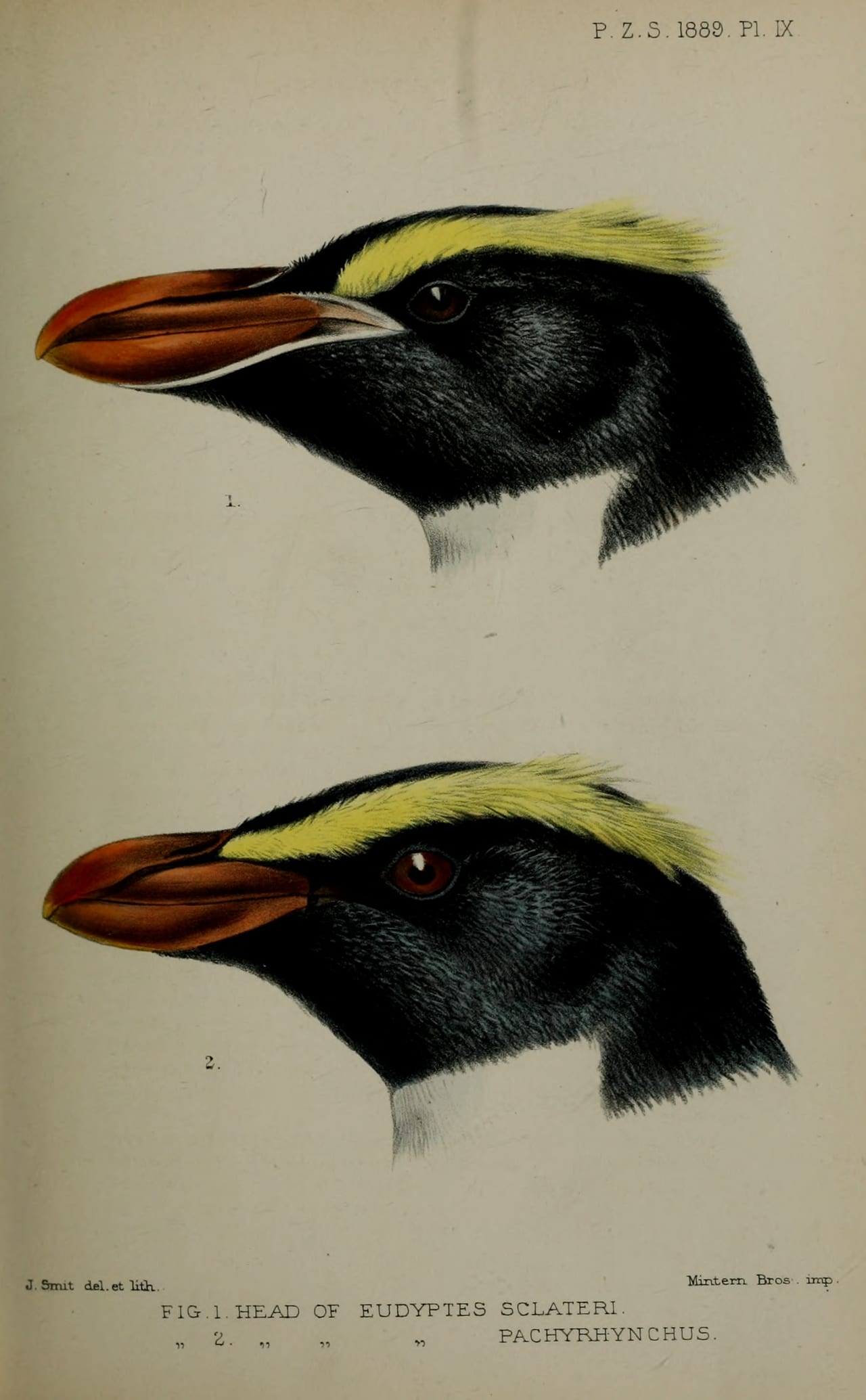 Tučňák Sclaterův — fotografie z Wikimedia Commons