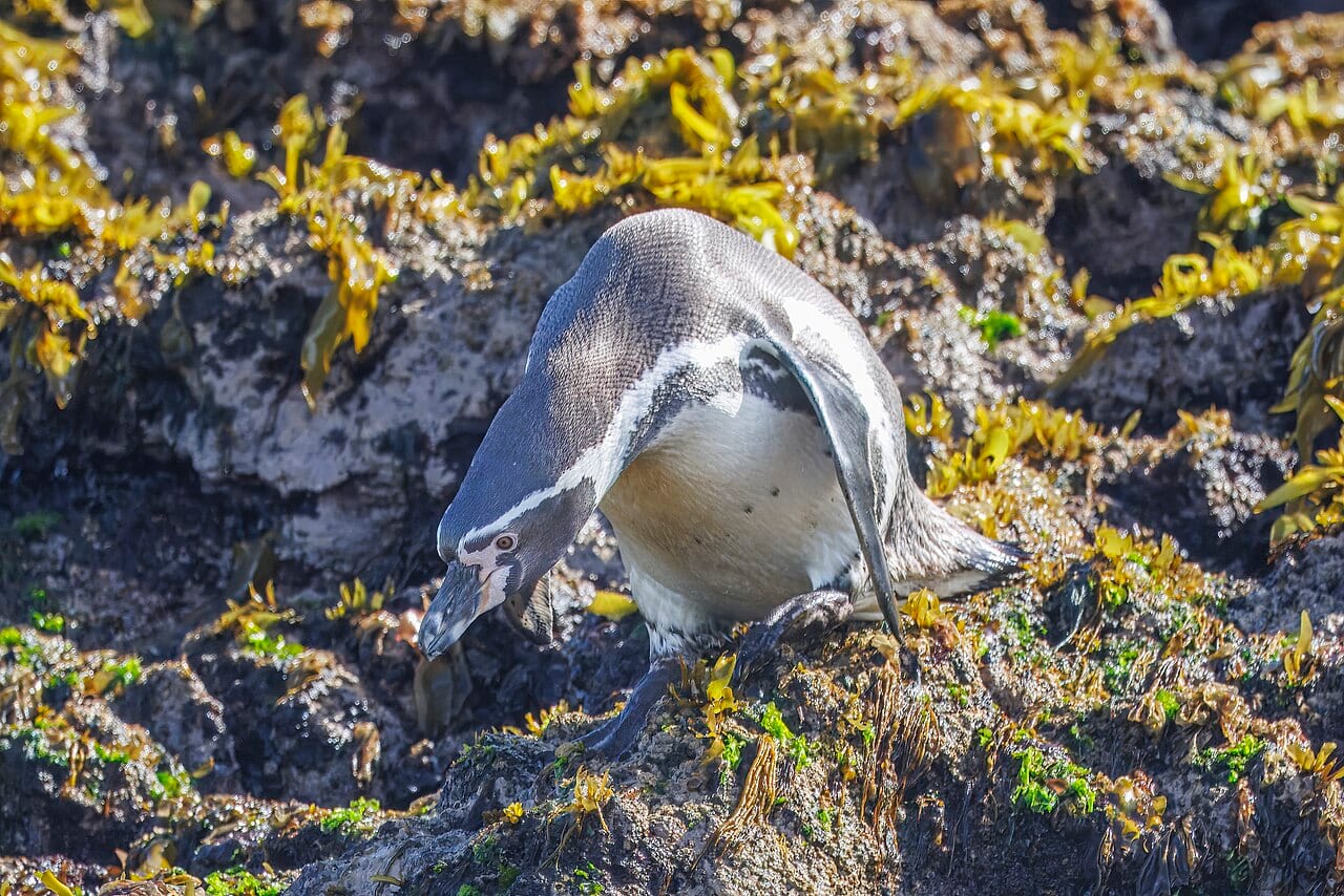 Tučňák Humboldtův — fotografie z Wikimedia Commons