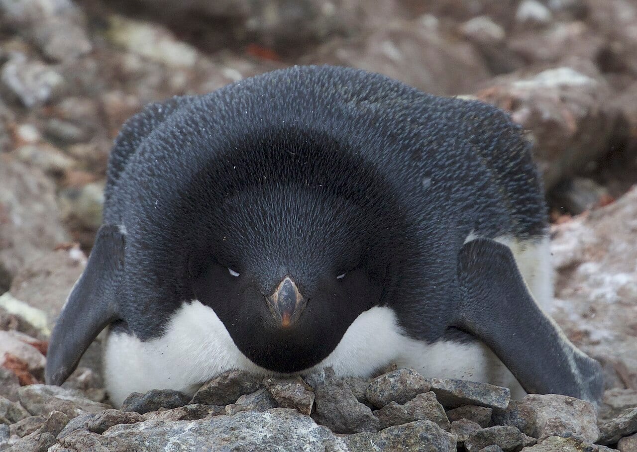 Tučňák kroužkový — fotografie z Wikimedia Commons