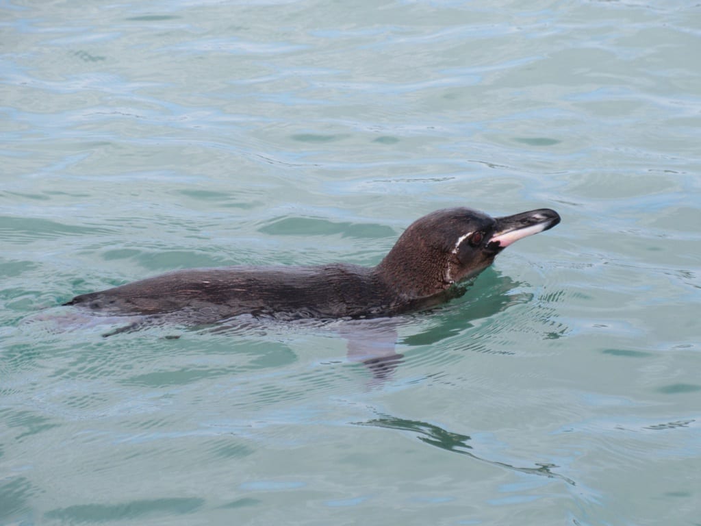 Tučňák galapážský — fotografie z Wikimedia Commons