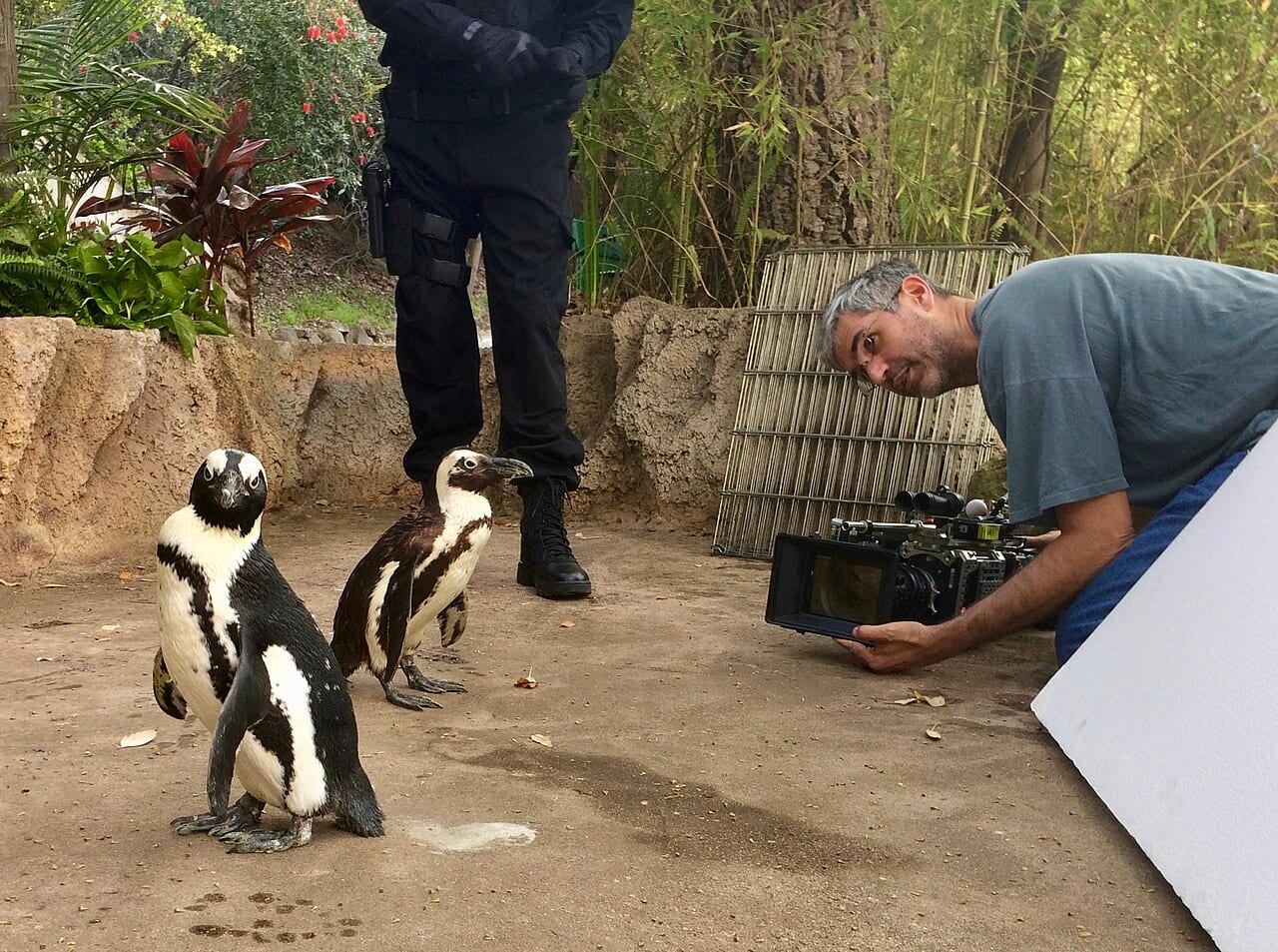 Tučňák brýlový — fotografie z Wikimedia Commons