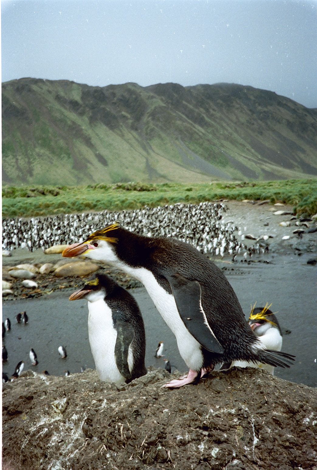 Tučňák královský — fotografie z Wikimedia Commons