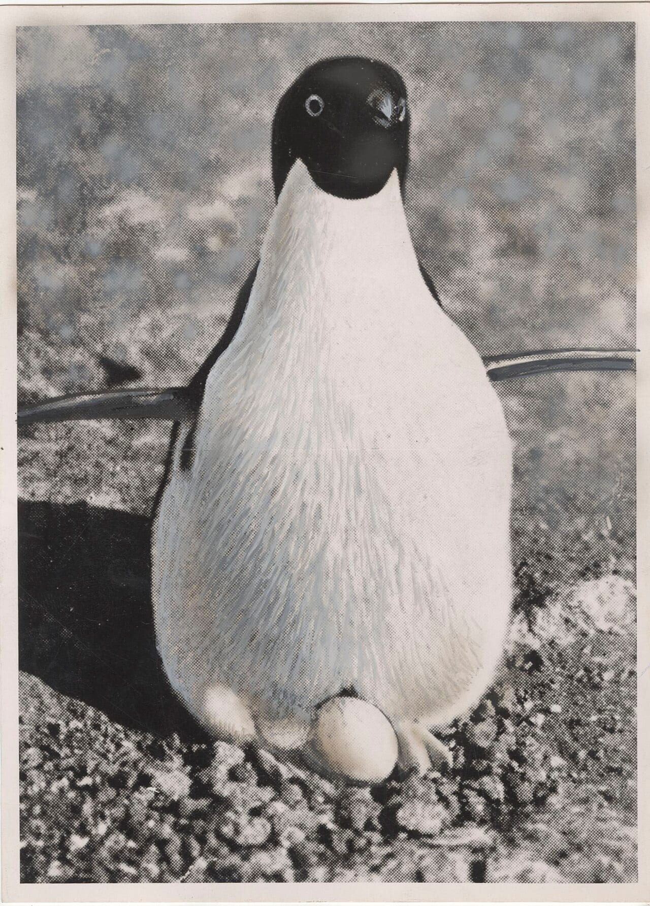 Tučňák brýlový — fotografie z Wikimedia Commons