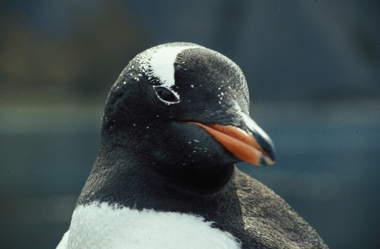 Tučňák oslí — fotografie z Wikimedia Commons