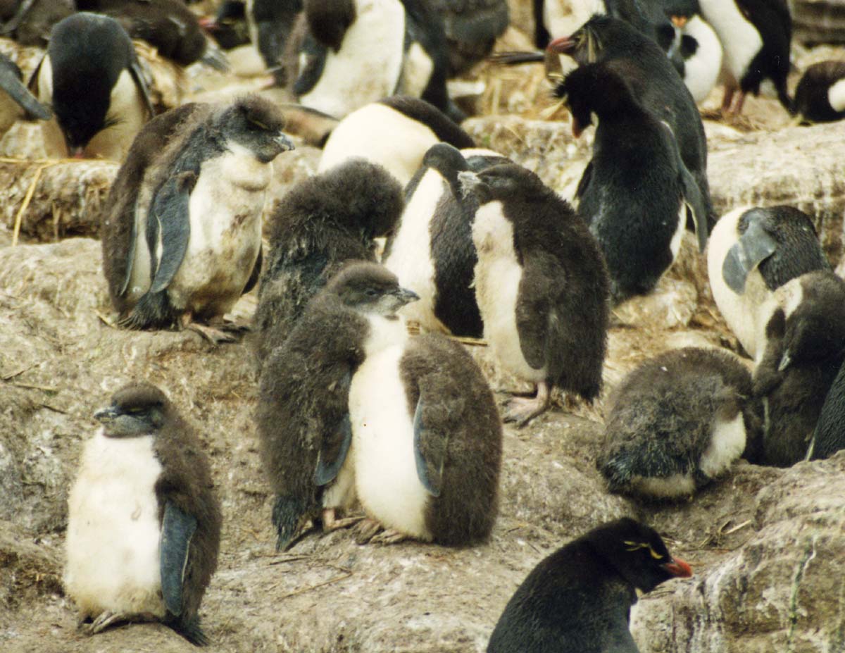 Tučňák skalní jižní — fotografie z Wikimedia Commons