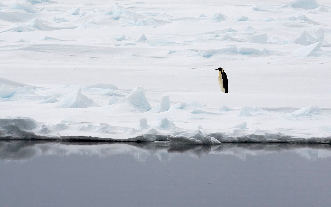 Tučňák císařský — fotografie z Wikimedia Commons