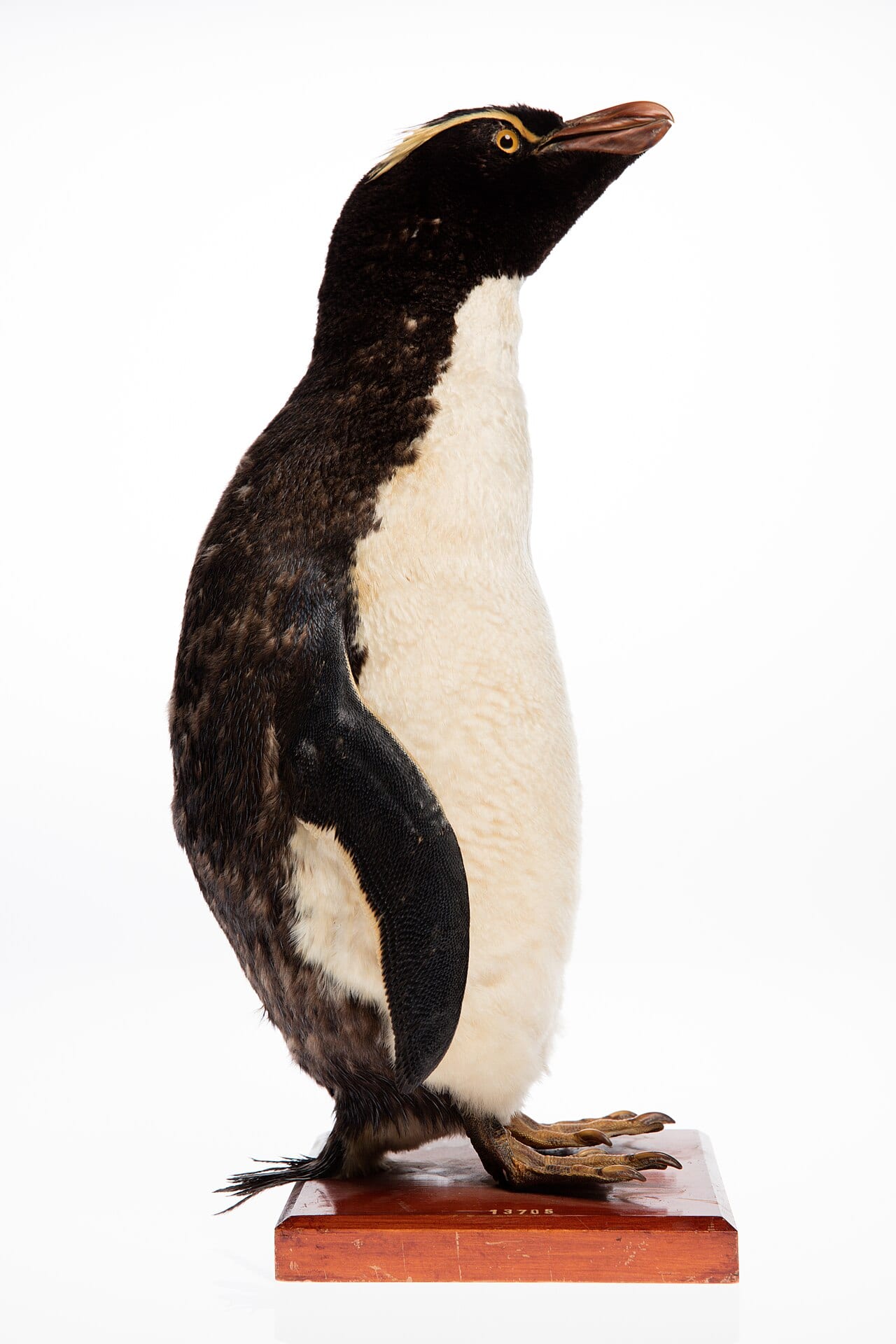 Tučňák Sclaterův — fotografie z Wikimedia Commons