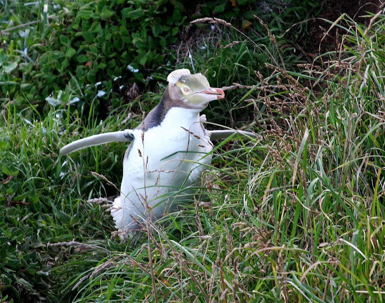 Tučňák žlutooký - fotografie z Wikimedia Commons