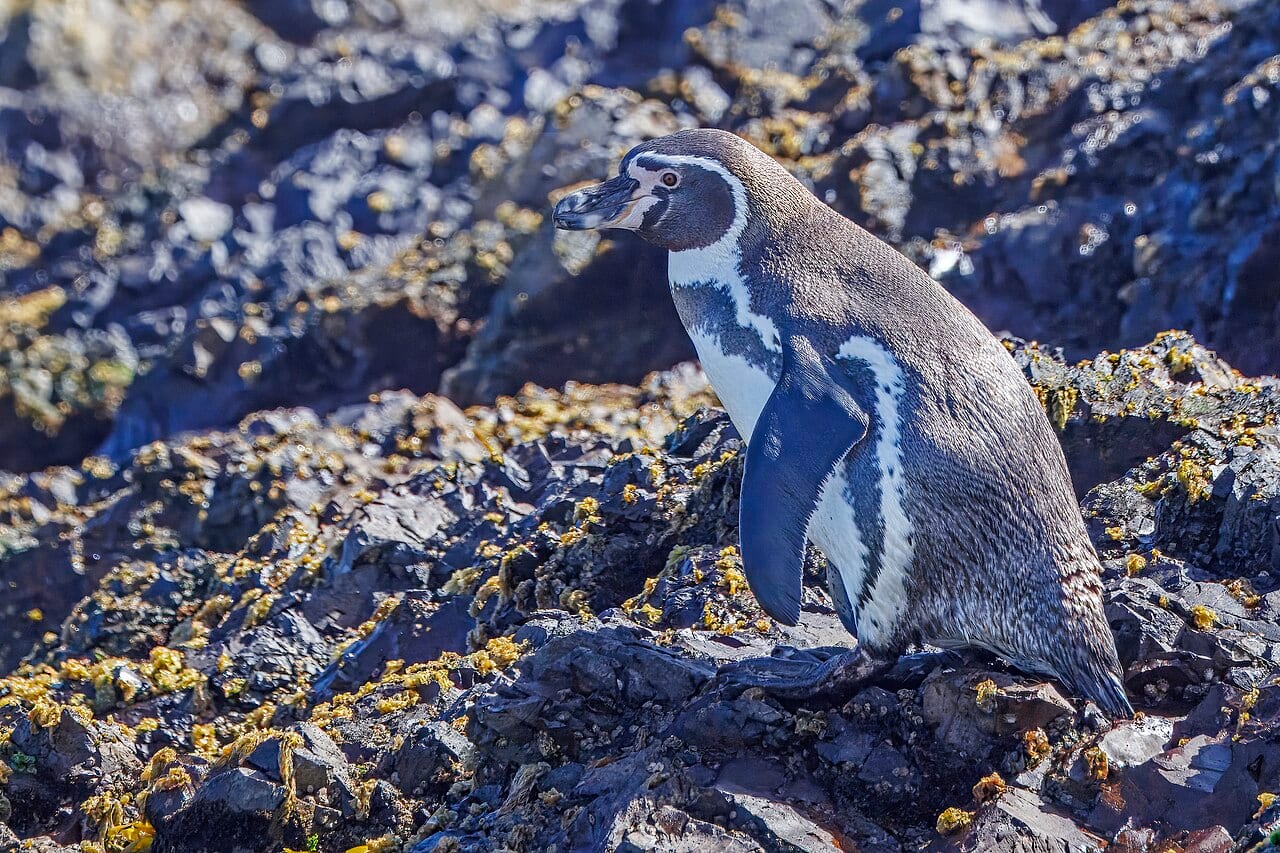 Tučňák Humboldtův — fotografie z Wikimedia Commons