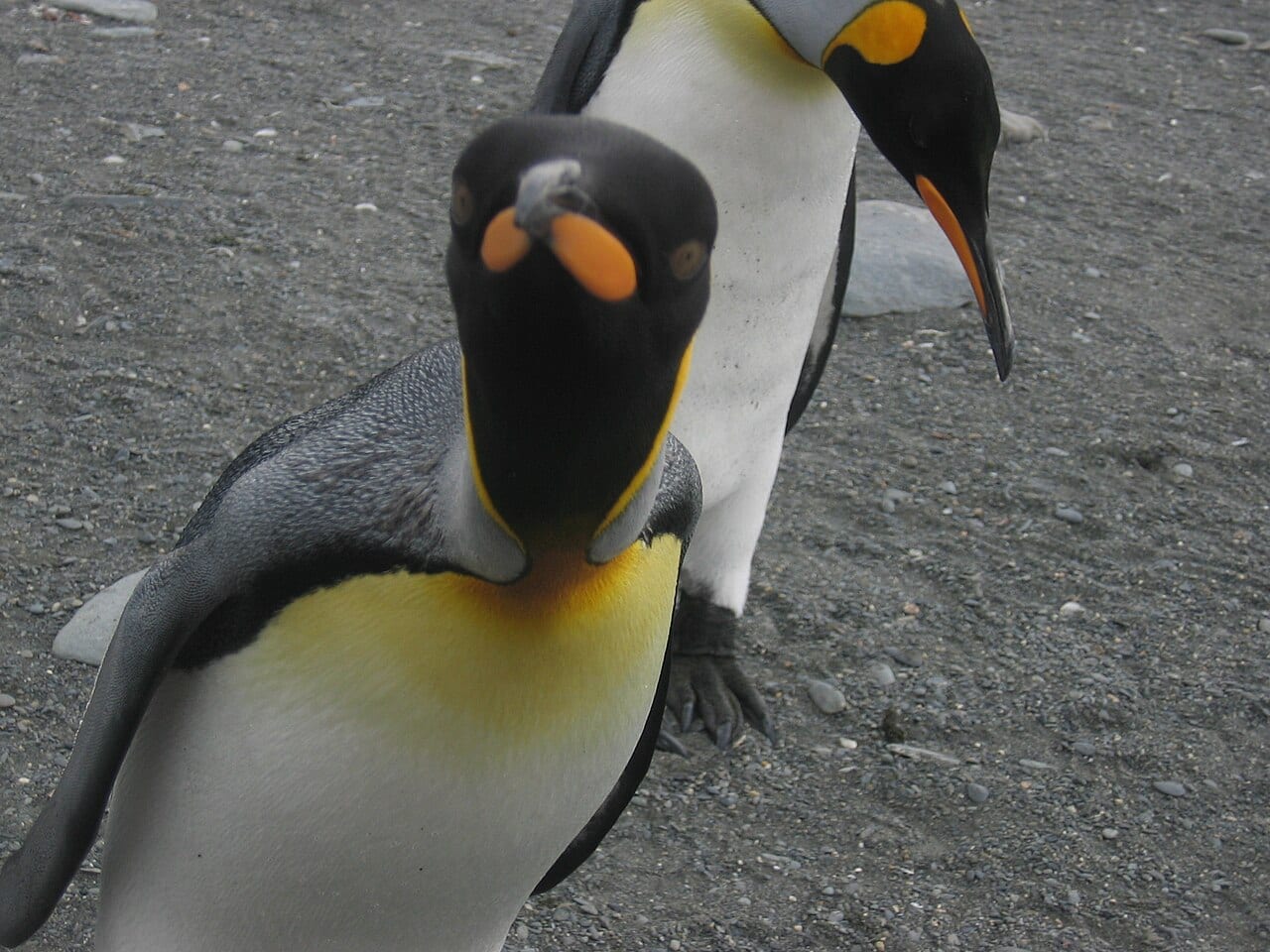 Tučňák patagonský — fotografie z Wikimedia Commons