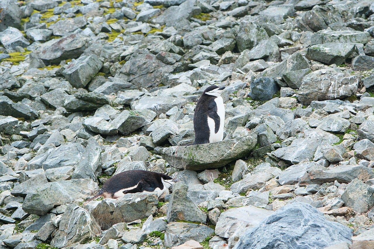 Tučňák uzdičkový — fotografie z Wikimedia Commons