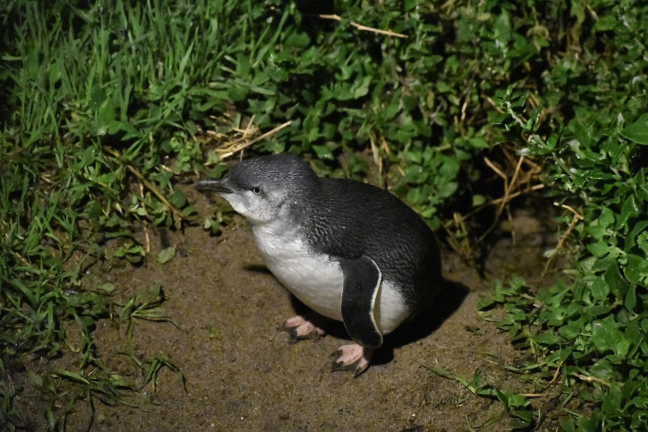 Tučňák nejmenší - fotografie z Wikimedia Commons