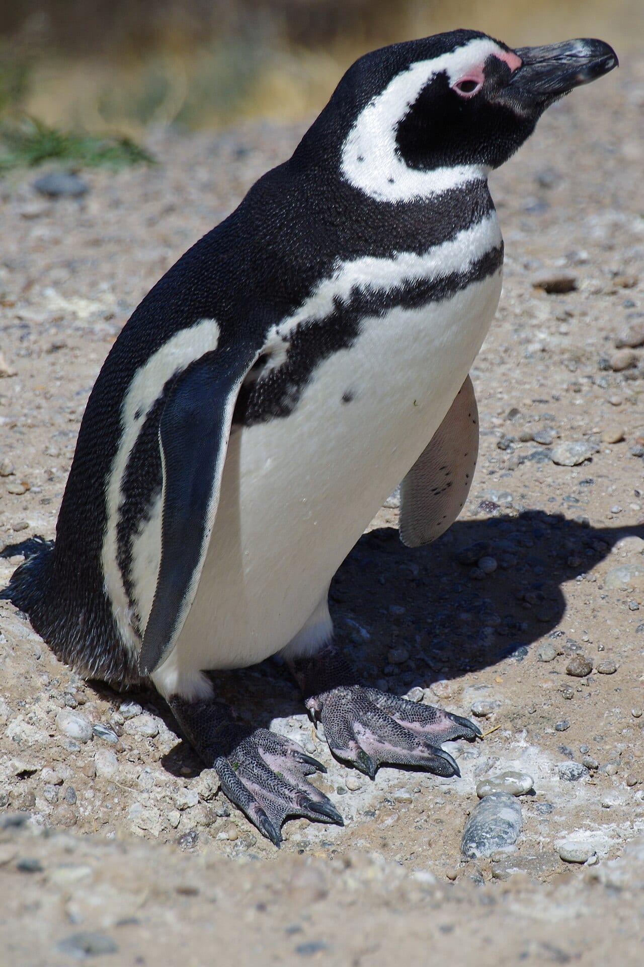 Tučňák magellanský — fotografie z Wikimedia Commons