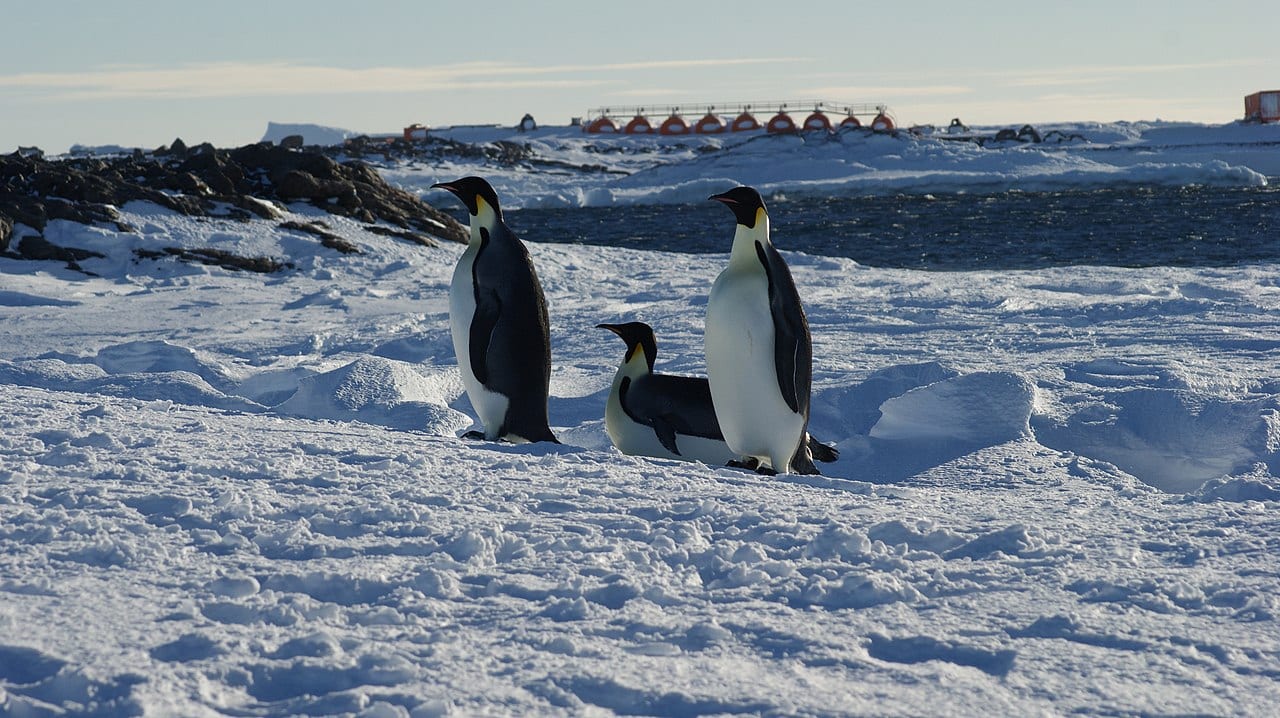 Tučňák císařský — fotografie z Wikimedia Commons