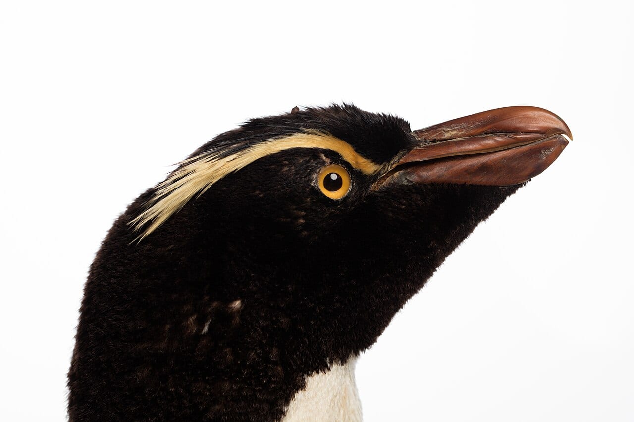 Tučňák Sclaterův — fotografie z Wikimedia Commons