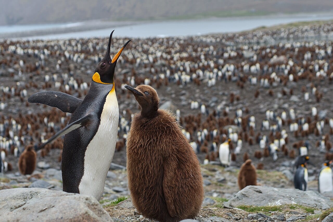 Tučňák patagonský — fotografie z Wikimedia Commons