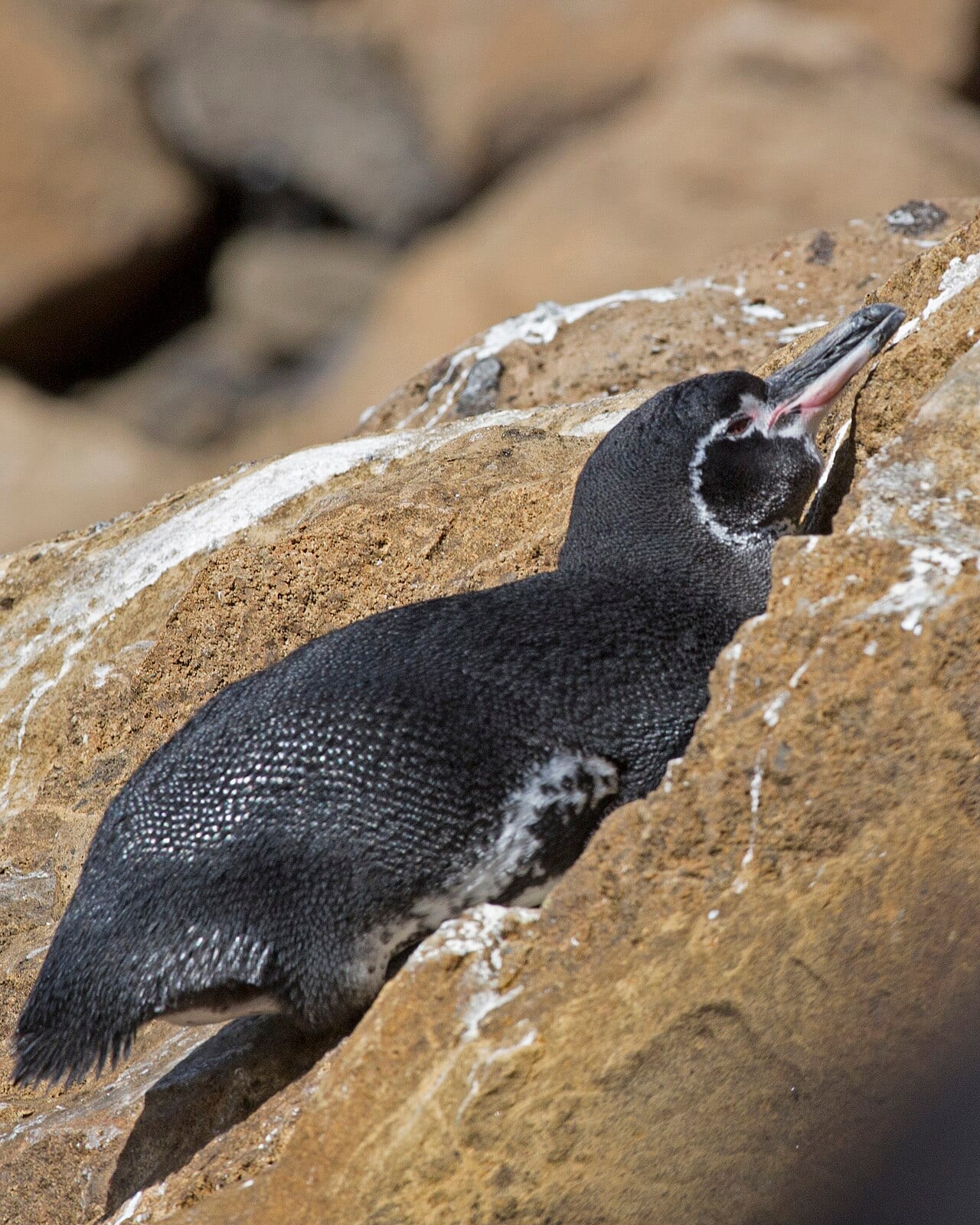 Tučňák galapážský — fotografie z Wikimedia Commons