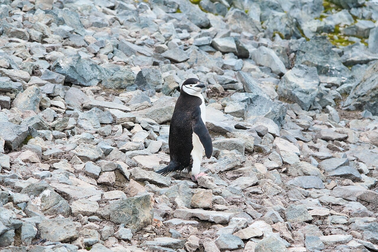 Tučňák uzdičkový — fotografie z Wikimedia Commons