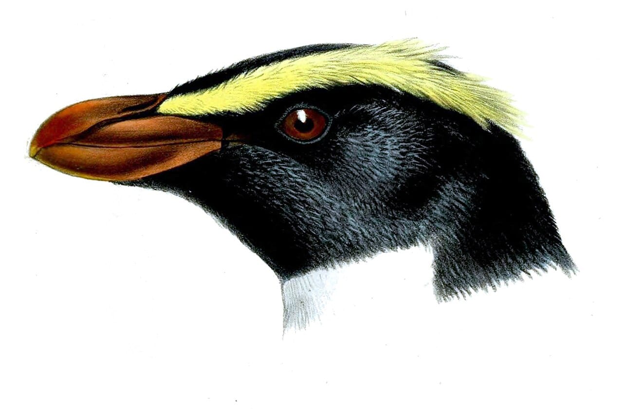 Tučňák novozélandský — fotografie z Wikimedia Commons