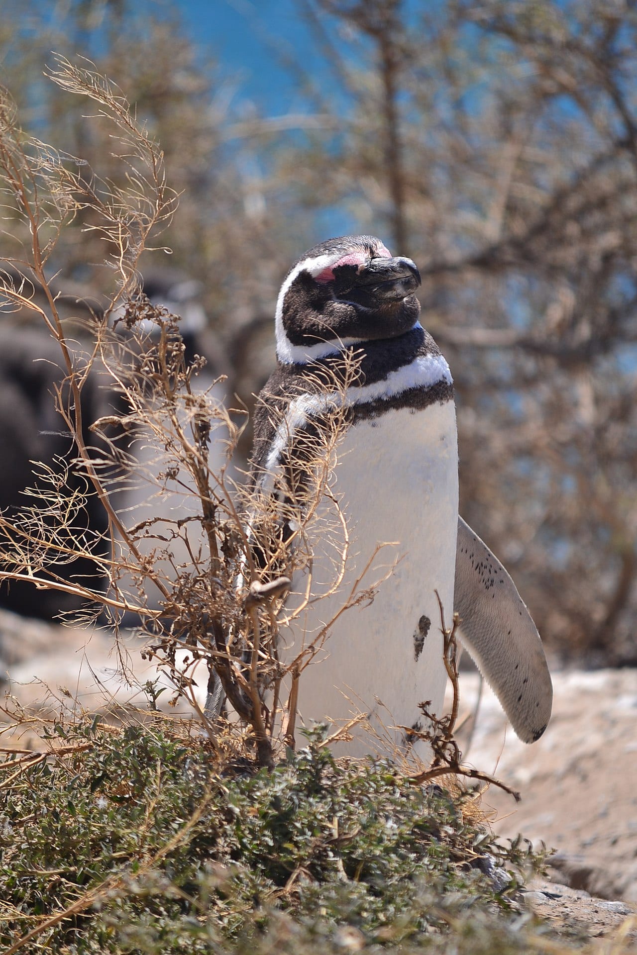 Tučňák magellanský — fotografie z Wikimedia Commons